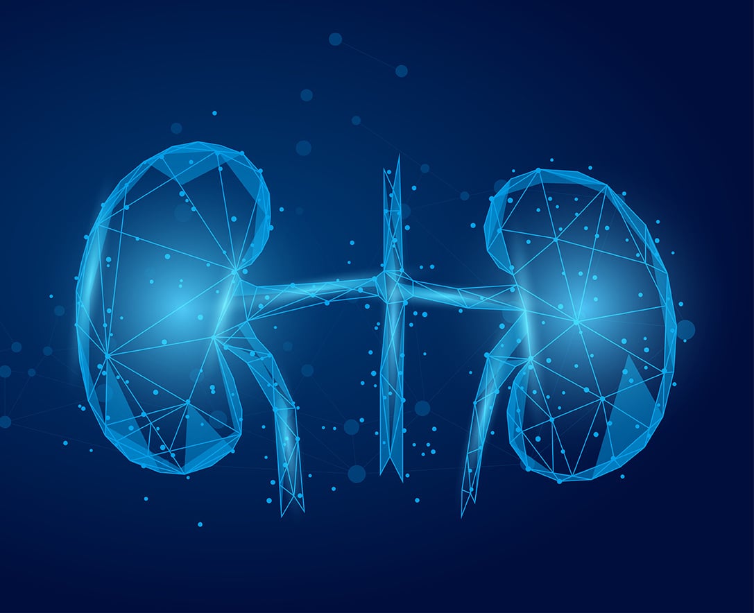 Illustrated depiction of kidneys.