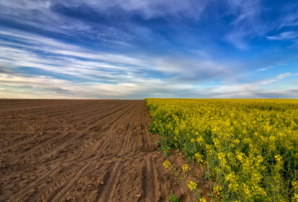 Image of a field representing rural healthcare access